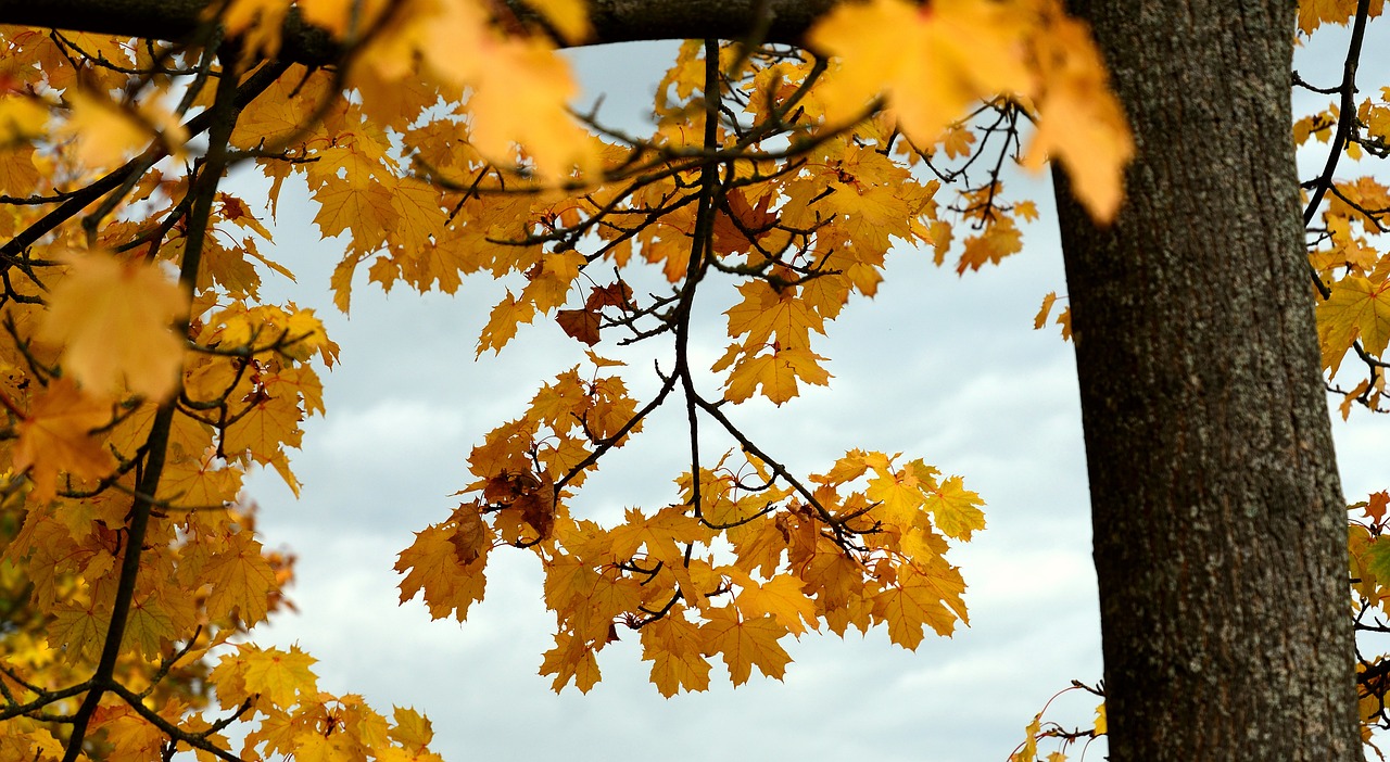 Fiera d'autunno e della castagna con sagra della polenta e della castagna Domenica 6 Ottobre